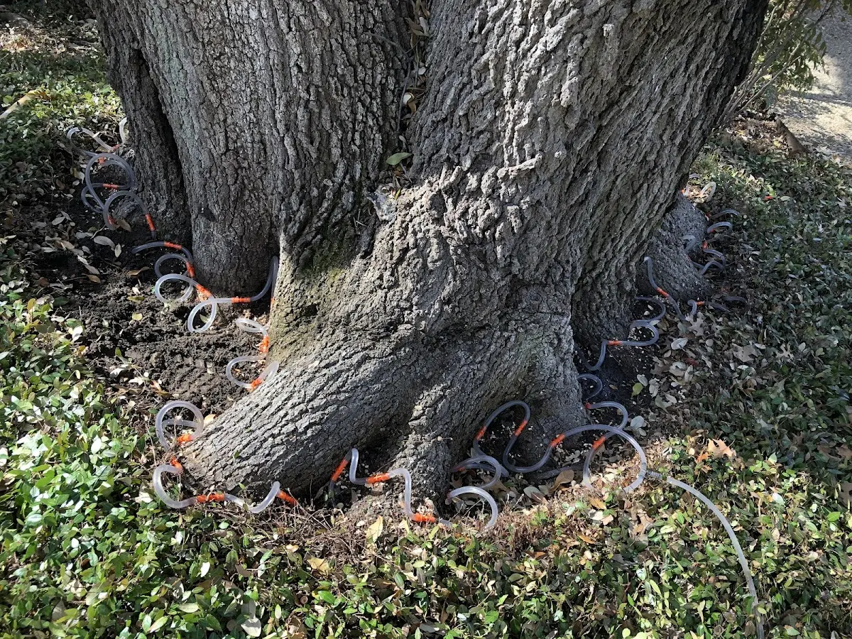 Detailed Tree Cabling and Bracing job site in Carlton